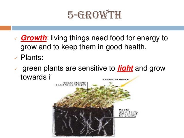 who is lil wayne ex wife dating