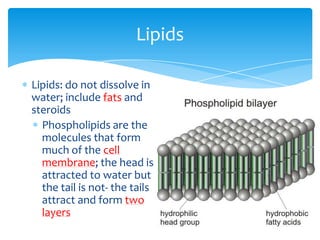 Lipids: do not dissolve in
water; include fats and
steroids
Phospholipids are the
molecules that form
much of the cell
membrane; the head is
attracted to water but
the tail is not- the tails
attract and form two
layers
Lipids
 
