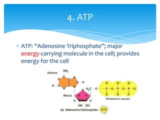ATP: “Adenosine Triphosphate”; major
energy-carrying molecule in the cell; provides
energy for the cell
4. ATP
 