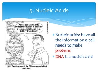 Nucleic acids: have all
the information a cell
needs to make
proteins
DNA is a nucleic acid
5. Nucleic Acids
 