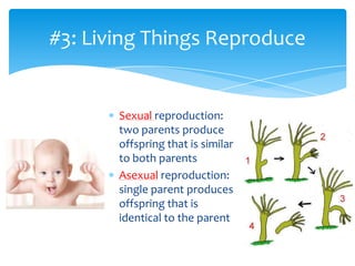 Sexual reproduction:
two parents produce
offspring that is similar
to both parents
Asexual reproduction:
single parent produces
offspring that is
identical to the parent
#3: Living Things Reproduce
 