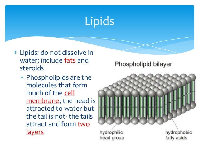 How Do Organisms Break Down Food Atp How Do Organisms Break Down Food Atp