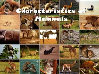 Characteristics of
    Mammals
 
