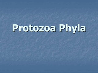 Protozoa Phyla
 