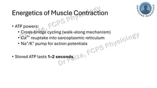 Characteristics of whole skeletal muscle contraction | PDF