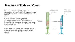 Rods Rhopsin Characteristics Of The Visual Analyzer. The Receptor Apparatus. (1).pptx