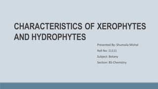 CHARACTERISTICS OF XEROPHYTES
AND HYDROPHYTES
Presented By: Shumaila Mishal
Roll No: 11111
Subject: Botany
Section: BS-Chemistry
 