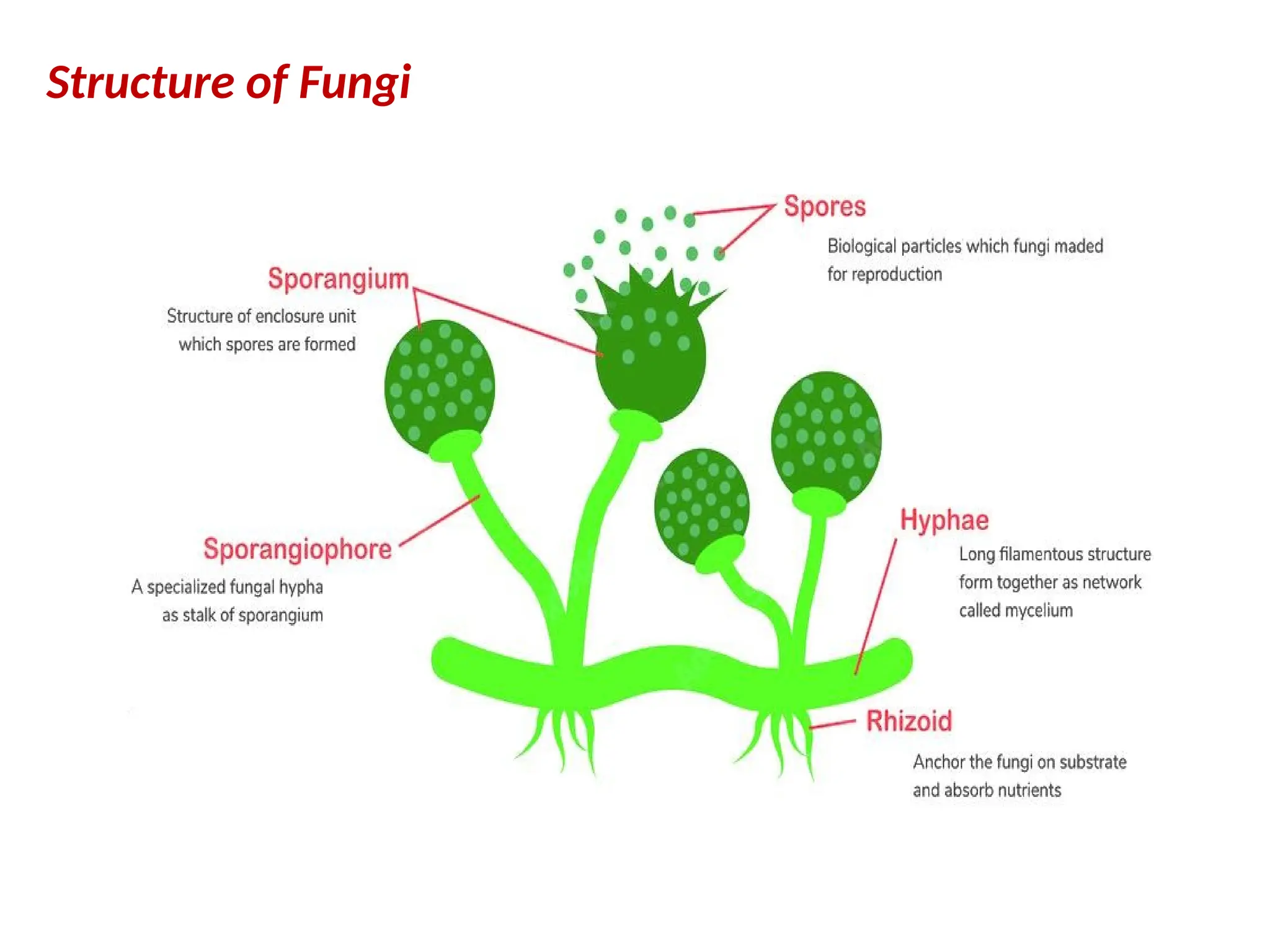 Characteristics, Structure, Occurrence, Distribution and Mode of nutrition  of fungi.pptx