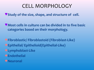 CELL MORPHOLOGY
♥ Study of the size, shape, and structure of cell.
♥ Most cells in culture can be divided in to five basic
categories based on their morphology.
♠ Fibroblastic/ Fibroblastoid (Fibroblast-Like)
♠ Epithelial/ Epithelioid(Epithelial-Like)
♠ Lymphoblast-Like
♠ Endothelial
♠ Neuronal

 