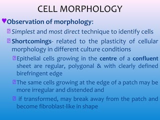 CELL MORPHOLOGY
♥Observation of morphology:
ᴥ Simplest and most direct technique to identify cells
ᴥ Shortcomings- related to the plasticity of cellular
morphology in different culture conditions
ᴥ Epithelial cells growing in the centre of a confluent
sheet are regular, polygonal & with clearly defined
birefringent edge
ᴥ The same cells growing at the edge of a patch may be
more irregular and distended and
ᴥ if transformed, may break away from the patch and
become fibroblast-like in shape

 