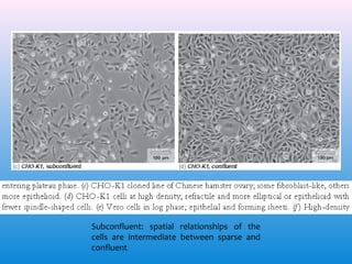 Subconfluent: spatial relationships of the
cells are intermediate between sparse and
confluent

 
