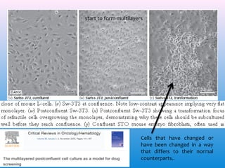 start to form multilayers

Cells that have changed or
have been changed in a way
that differs to their normal
counterparts..

 