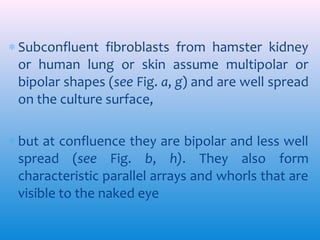 ∗ Subconfluent fibroblasts from hamster kidney
or human lung or skin assume multipolar or
bipolar shapes (see Fig. a, g) and are well spread
on the culture surface,
∗ but at confluence they are bipolar and less well
spread (see Fig. b, h). They also form
characteristic parallel arrays and whorls that are
visible to the naked eye

 