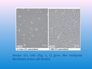 ∗ Mouse 3T3 cells (Fig. s, t) grow like multipolar
fibroblasts at low cell density

 