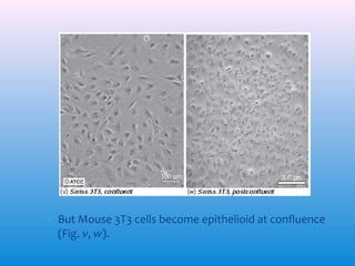 ∗ But Mouse 3T3 cells become epithelioid at confluence
(Fig. v, w).

 