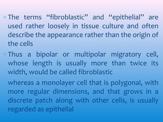 ∗ The terms ‘‘fibroblastic’’ and ‘‘epithelial’’ are
used rather loosely in tissue culture and often
describe the appearance rather than the origin of
the cells
∗ Thus a bipolar or multipolar migratory cell,
whose length is usually more than twice its
width, would be called fibroblastic
∗ whereas a monolayer cell that is polygonal, with
more regular dimensions, and that grows in a
discrete patch along with other cells, is usually
regarded as epithelial

 