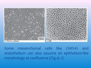 ∗ Some mesenchymal cells like CHO-K1 and
endothelium can also assume an epithelium-like
morphology at confluence (Fig.d, r)

 