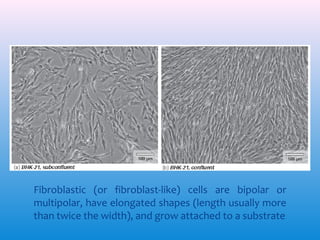 Fibroblastic (or fibroblast-like) cells are bipolar or
multipolar, have elongated shapes (length usually more
than twice the width), and grow attached to a substrate

 