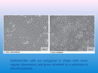 Epithelial-like cells are polygonal in shape with more
regular dimensions, and grow attached to a substrate in
discrete patches

 