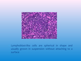 ∗ Lymphoblast-like cells are spherical in shape and
usually grown in suspension without attaching to a
surface

 