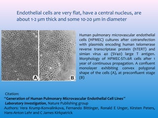 Endothelial cells are very flat, have a central nucleus, are
about 1-2 µm thick and some 10-20 µm in diameter
Human pulmonary microvascular endothelial
cells (HPMEC) cultures after cotransfection
with plasmids encoding human telomerase
reverse transcriptase protein (hTERT) and
simian virus 40 (SV40) large T antigen.
Morphology of HPMEC-ST1.6R cells after 1
year of continuous propagation. A confluent
monolayer exhibiting convex polygonal
shape of the cells (A), at preconfluent stage
(B)

Citation:
“Generation of Human Pulmonary Microvascular Endothelial Cell Lines”
Laboratory Investigation, Nature Publishing group
Authors: Vera Krump-Konvalinkova, Fernando Bittinger, Ronald E Unger, Kirsten Peters,
Hans-Anton Lehr and C James Kirkpatrick

 