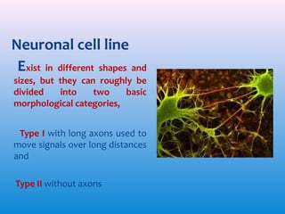 Neuronal cell line
Exist in different shapes and

sizes, but they can roughly be
divided
into
two
basic
morphological categories,
Type I with long axons used to
move signals over long distances
and
Type II without axons

 