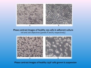 Phase contrast images of healthy 293 cells in adherent culture
10X and 20X objectives (panels A and B, respectively)

Phase contrast images of healthy 293F cells grown is suspension

 