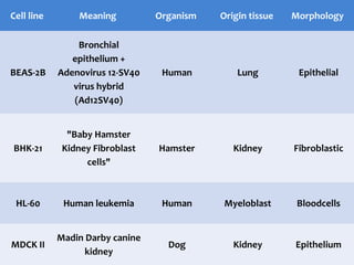 Cell line

Meaning

Organism

Origin tissue

Morphology

BEAS-2B

Bronchial
epithelium +
Adenovirus 12-SV40
virus hybrid
(Ad12SV40)

Human

Lung

Epithelial

BHK-21

"Baby Hamster
Kidney Fibroblast
cells"

Hamster

Kidney

Fibroblastic

HL-60

Human leukemia

Human

Myeloblast

Bloodcells

MDCK II

Madin Darby canine
kidney

Dog

Kidney

Epithelium

 