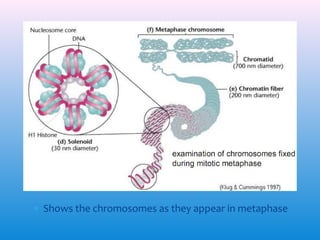 ∗ Shows the chromosomes as they appear in metaphase

 
