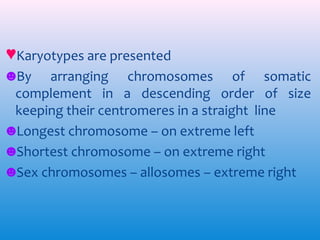 ♥Karyotypes are presented
☻By arranging chromosomes of somatic
complement in a descending order of size
keeping their centromeres in a straight line
☻Longest chromosome – on extreme left
☻Shortest chromosome – on extreme right
☻Sex chromosomes – allosomes – extreme right

 