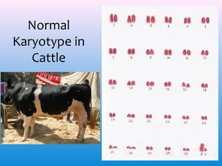 Normal
Karyotype in
Cattle

 
