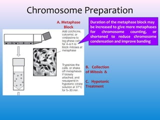 Chromosome Preparation
A. Metaphase
Block

Duration of the metaphase block may
be increased to give more metaphases
for
chromosome
counting,
or
shortened to reduce chromosome
condensation and improve banding

B. Collection
of Mitosis &
C. Hypotonic
Treatment

 