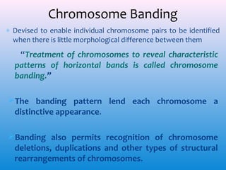 Chromosome Banding
∗ Devised to enable individual chromosome pairs to be identified
when there is little morphological difference between them

“Treatment of chromosomes to reveal characteristic
patterns of horizontal bands is called chromosome
banding.”
The banding pattern lend each chromosome a
distinctive appearance.
Banding also permits recognition of chromosome
deletions, duplications and other types of structural
rearrangements of chromosomes.

 