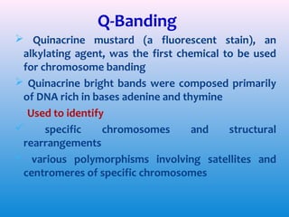 Q-Banding
 Quinacrine mustard (a fluorescent stain), an
alkylating agent, was the first chemical to be used
for chromosome banding
 Quinacrine bright bands were composed primarily
of DNA rich in bases adenine and thymine
Used to identify

specific
chromosomes
and
structural
rearrangements
 various polymorphisms involving satellites and
centromeres of specific chromosomes

 