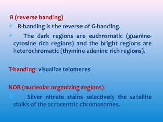 R (reverse banding)
 R-banding is the reverse of G-banding.

The dark regions are euchromatic (guaninecytosine rich regions) and the bright regions are
heterochromatic (thymine-adenine rich regions).
T-banding: visualize telomeres
NOR (nucleolar organizing regions)

Silver nitrate stains selectively the satellite
stalks of the acrocentric chromosomes.

 
