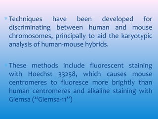 ∗ Techniques have been developed for
discriminating between human and mouse
chromosomes, principally to aid the karyotypic
analysis of human-mouse hybrids.
∗ These methods include fluorescent staining
with Hoechst 33258, which causes mouse
centromeres to fluoresce more brightly than
human centromeres and alkaline staining with
Giemsa (‘‘Giemsa-11’’)

 