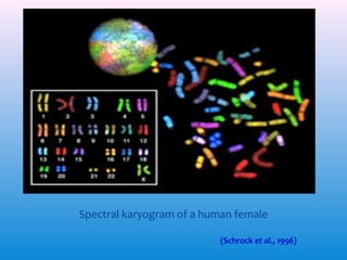 Spectral karyogram of a human female
(Schrock et al., 1996)

 