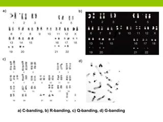 Characterization of cell line by Cell morphology, Chromosome analysis ...