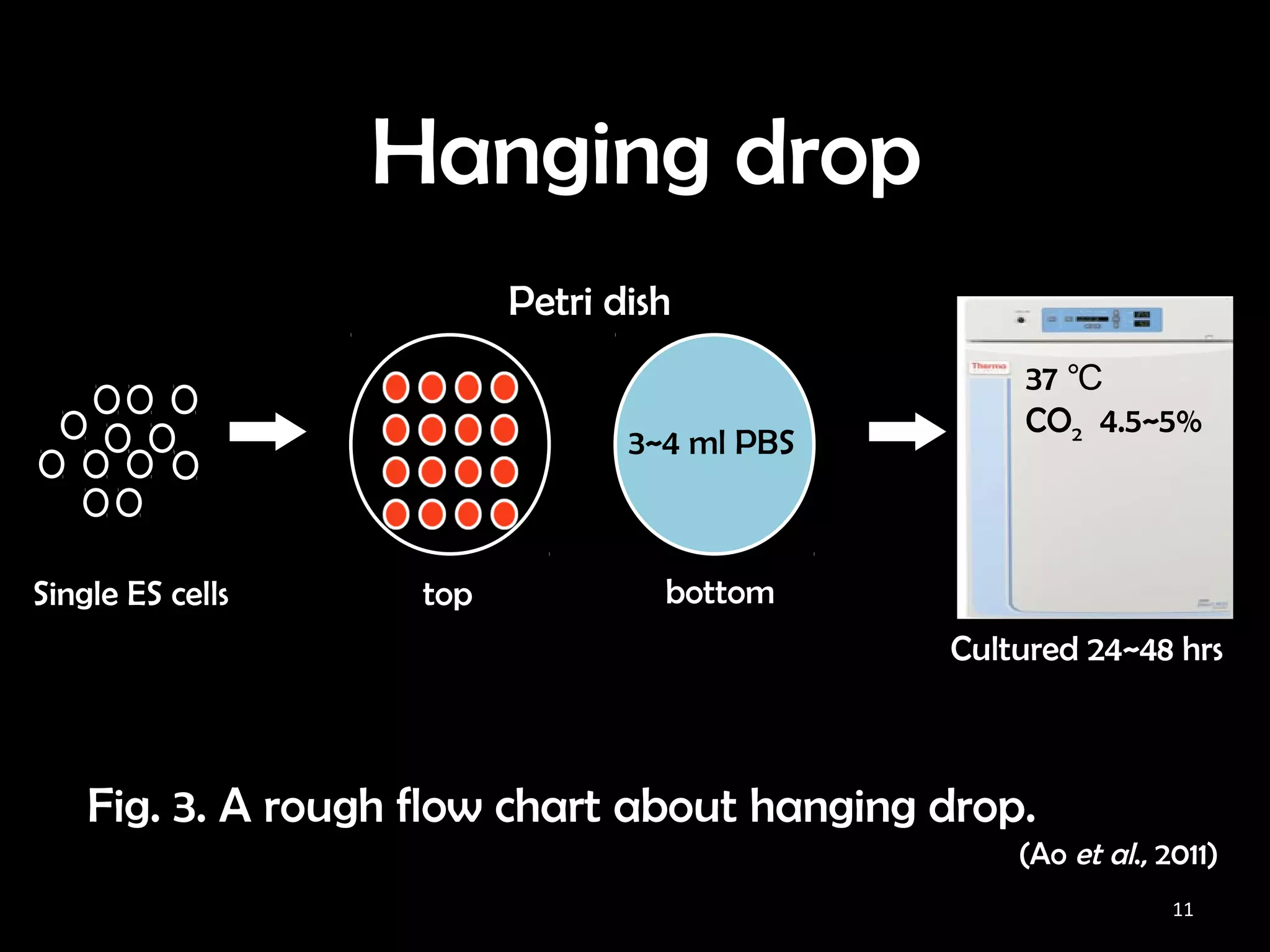 Characterization of embryoid bodies formed with different protocols ...
