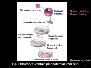 Characterization of embryoid bodies formed with different protocols 使用 ...