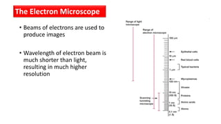 • Beams of electrons are used to
produce images
• Wavelength of electron beam is
much shorter than light,
resulting in much higher
resolution
The Electron Microscope
 