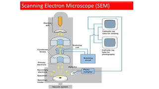 Scanning Electron Microscope (SEM)
 