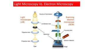 Light Microscopy Vs. Electron Microscopy
 