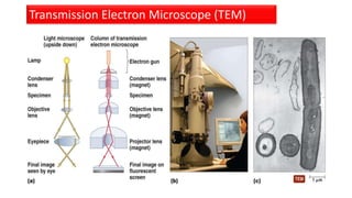 Transmission Electron Microscope (TEM)
 