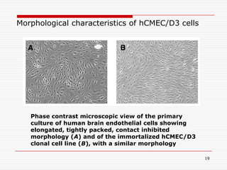 Characterization of novel human blood-brain barrier (hCMEC/d3) cell ...