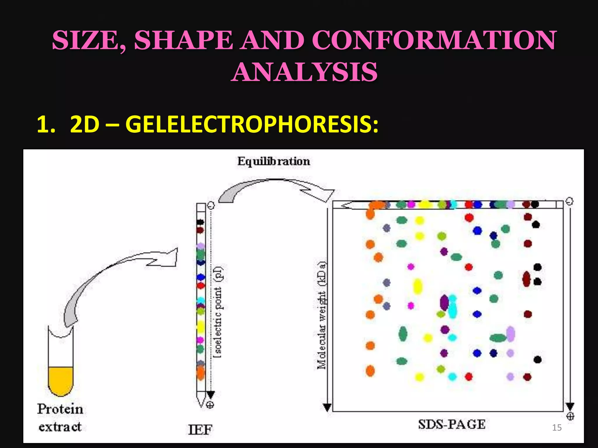 SIZE, SHAPE AND CONFORMATION
ANALYSIS
1. 2D – GELELECTROPHORESIS:
15
 