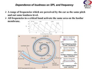 Dependence of loudness on SPL and frequency
 A range of frequencies which are perceived by the ear as the same pitch
and out same loudness level.
 All frequencies in a critical band activate the same area on the basilar
membrane.
 