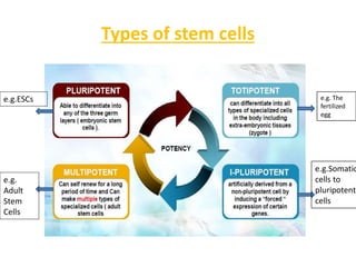 Characterization of stem cells | PPTX