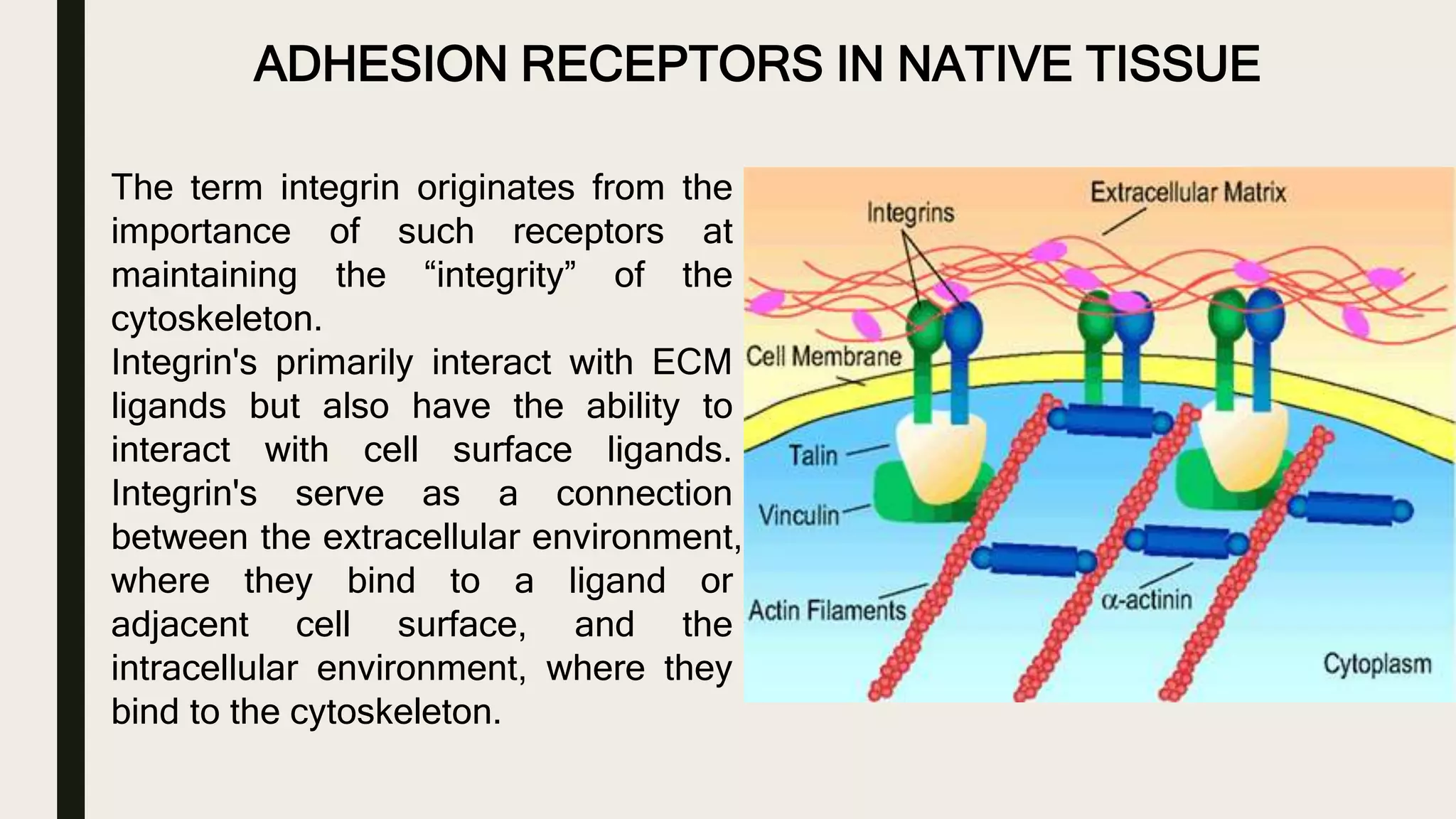 ADHESION RECEPTORS IN NATIVE TISSUE
The term integrin originates from the
importance of such receptors at
maintaining the “integrity” of the
cytoskeleton.
Integrin's primarily interact with ECM
ligands but also have the ability to
interact with cell surface ligands.
Integrin's serve as a connection
between the extracellular environment,
where they bind to a ligand or
adjacent cell surface, and the
intracellular environment, where they
bind to the cytoskeleton.
 