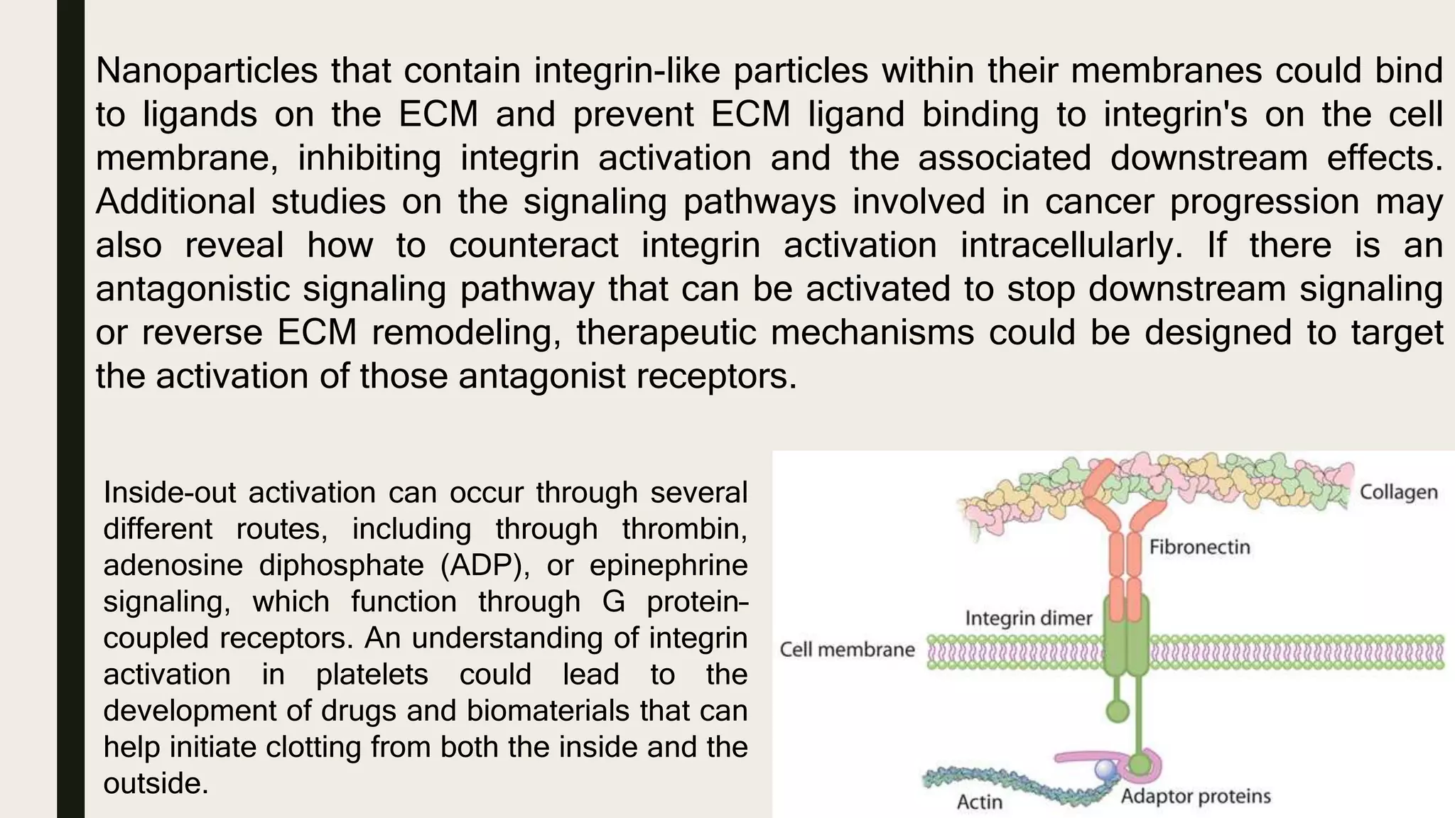 Nanoparticles that contain integrin-like particles within their membranes could bind
to ligands on the ECM and prevent ECM ligand binding to integrin's on the cell
membrane, inhibiting integrin activation and the associated downstream effects.
Additional studies on the signaling pathways involved in cancer progression may
also reveal how to counteract integrin activation intracellularly. If there is an
antagonistic signaling pathway that can be activated to stop downstream signaling
or reverse ECM remodeling, therapeutic mechanisms could be designed to target
the activation of those antagonist receptors.
Inside-out activation can occur through several
different routes, including through thrombin,
adenosine diphosphate (ADP), or epinephrine
signaling, which function through G protein–
coupled receptors. An understanding of integrin
activation in platelets could lead to the
development of drugs and biomaterials that can
help initiate clotting from both the inside and the
outside.
 